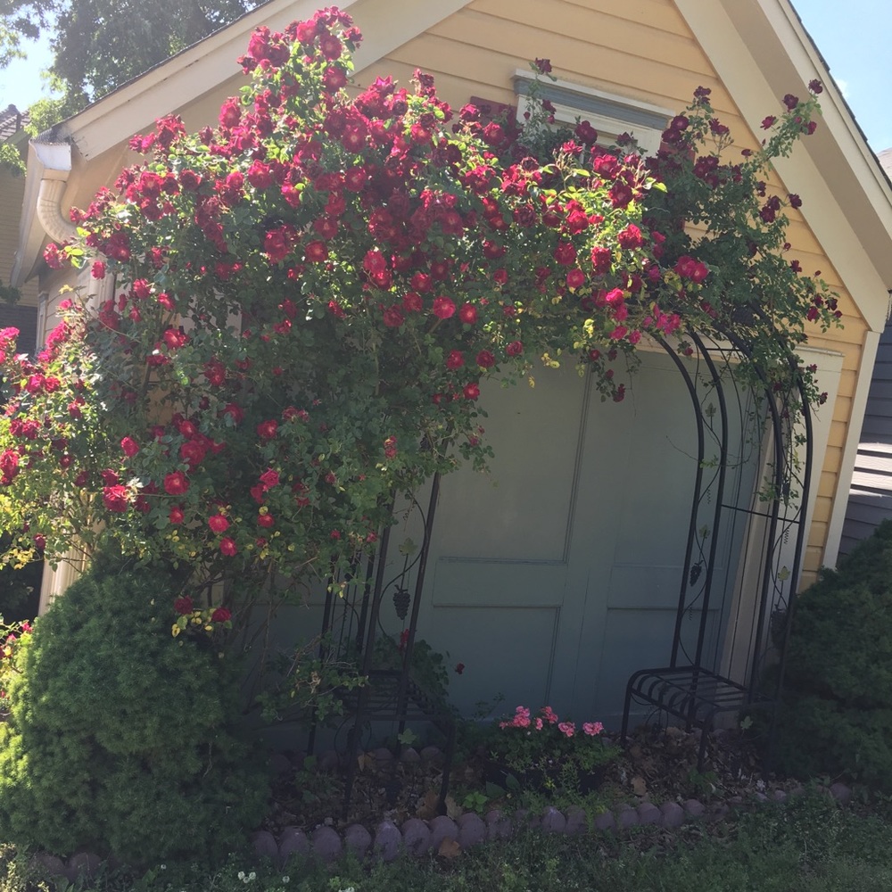 Meet your Posher, Lisa